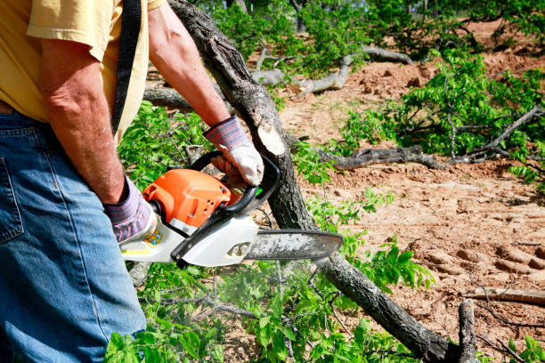 Best Tree Stump Removal  in Lisbon, ME